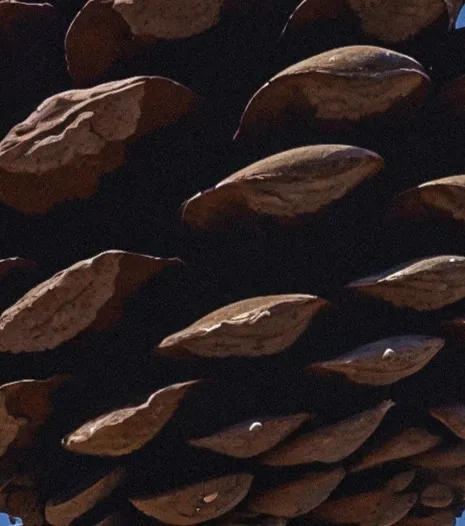 Dark still life of stones and seeds