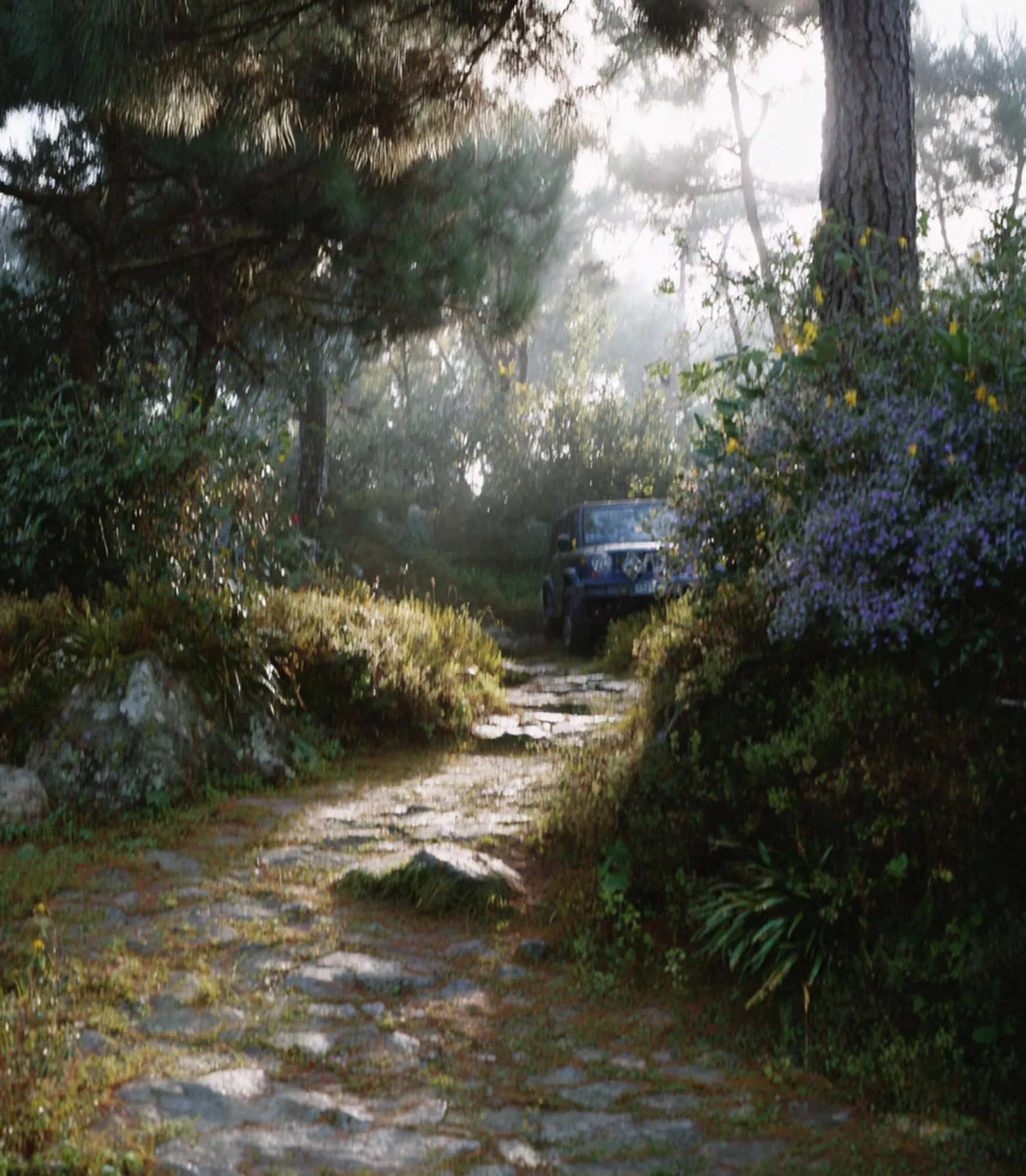 Stone path through the garden