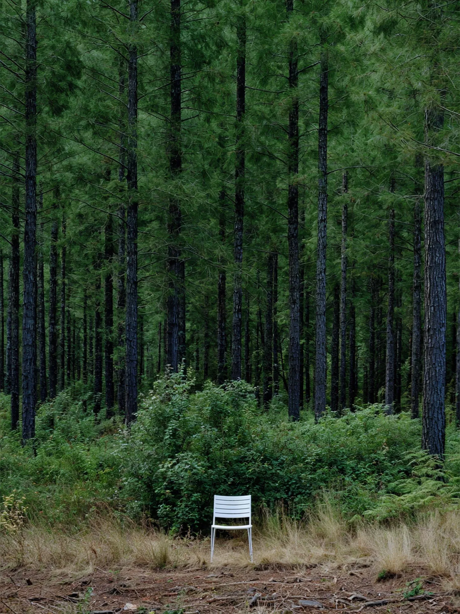 Tall pine trunks and a white chair