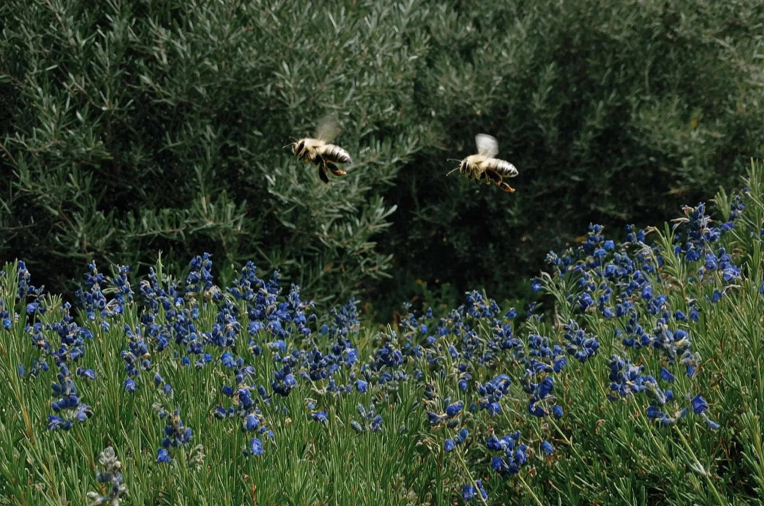 Meadow with bluebells and butterflies