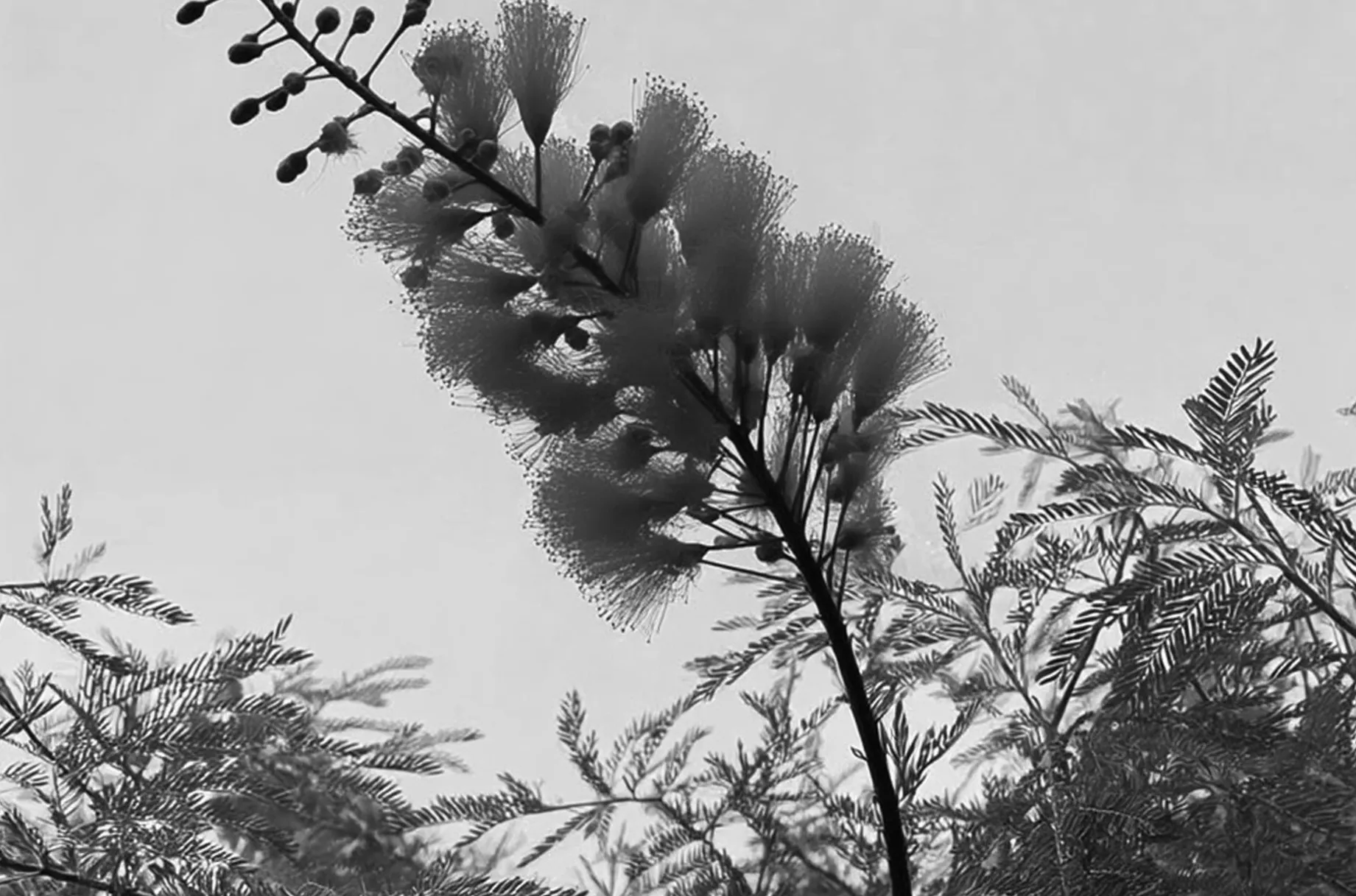 Black and white study of a pine